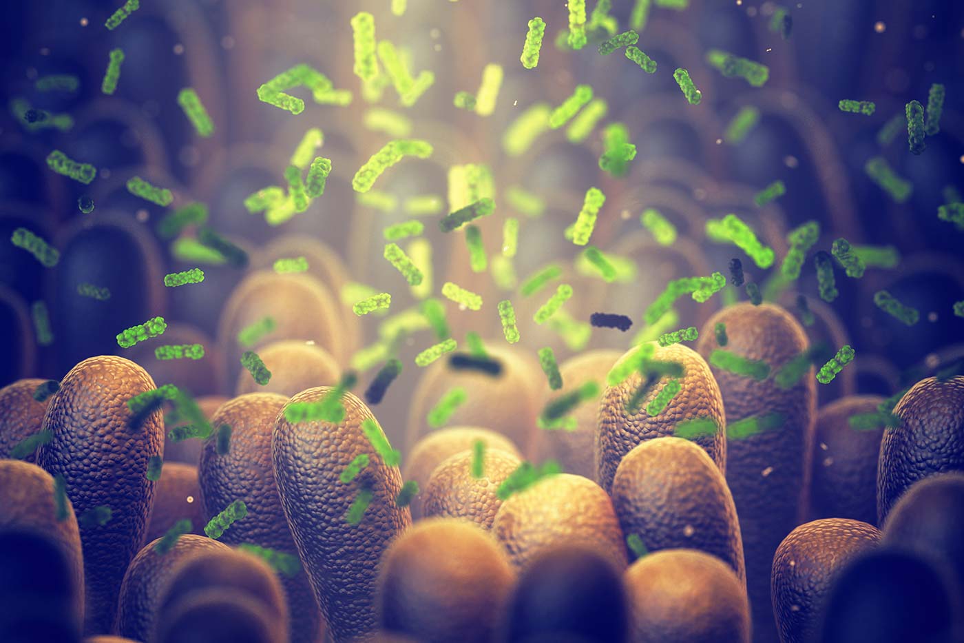 Beneficios de los probióticos: ¿cómo interactúan en el organismo humano?