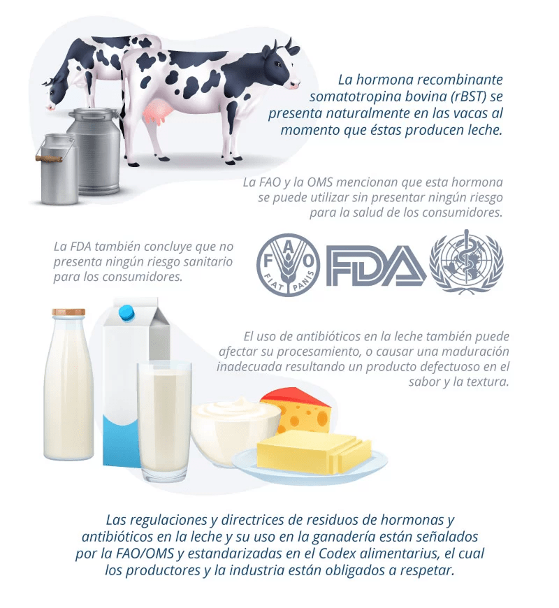 ¿Las hormonas que les inyectan a las vacas nos afecta al consumir leche?